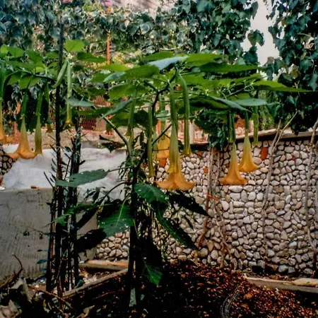 House Vlajcevic * Trogir